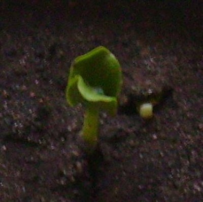 HokkaidoJungpflanze.JPG
