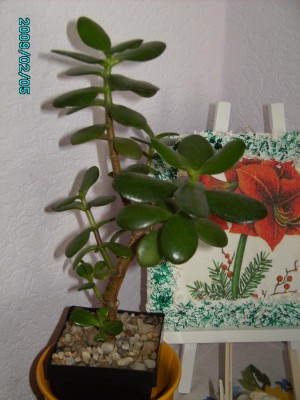PICT0522.JPG