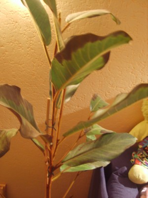 S8002901.JPG
