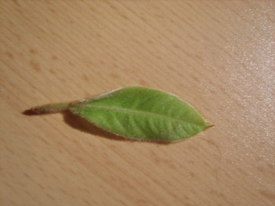 S8002899.JPG