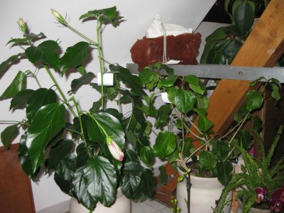 Größenänderung IMG_0328.JPG