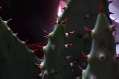 100_3739.JPG
