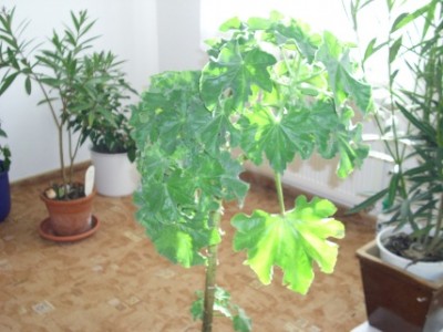 DSCI0016.JPG