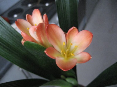clivie contessa blüte.jpg