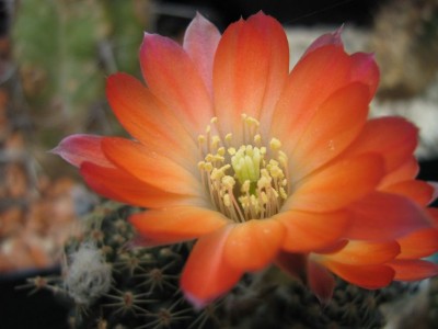 Mediolobivia pectinata.jpg