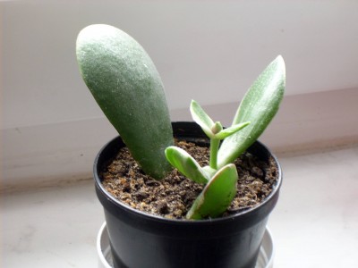 Crassula Kindergarten.jpg