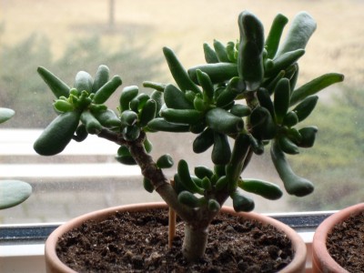 Crassula portulacea.JPG