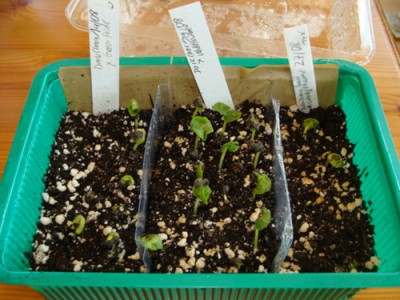 fruitsalad 003 Kopie.jpg