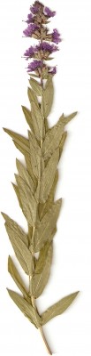 Scannen0002.jpg