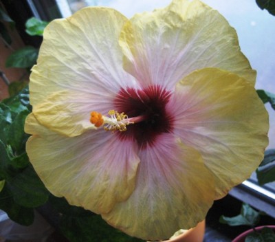 PeggysPride von vorne.JPG