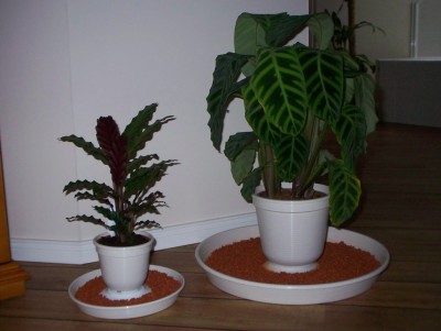 Calathea rufibarba und zebrina.jpg