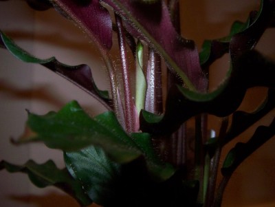 2.neues Blatt an Calathea rufibarba.jpg