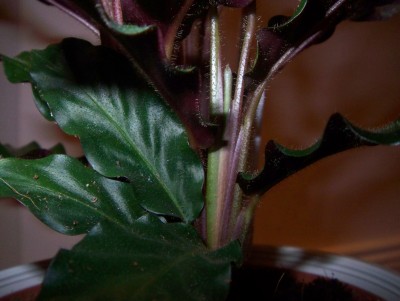 1.neues Blatt an Calathea rufibarba.jpg