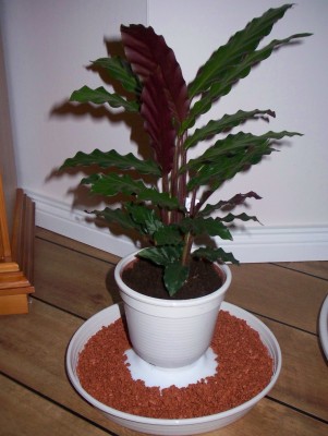 Calathea rufibarba.jpg
