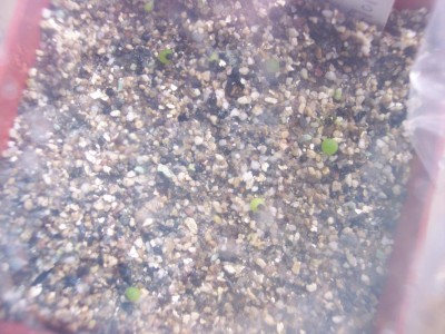 Rebutia spiniflorum.jpg