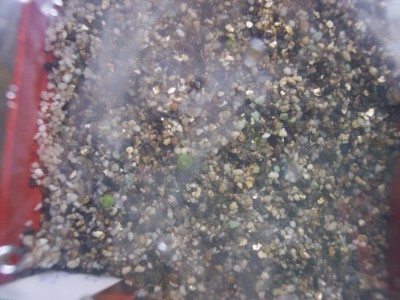 Melocactus conoideus.jpg