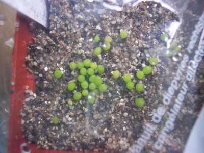 Epithelantha micromeris.jpg