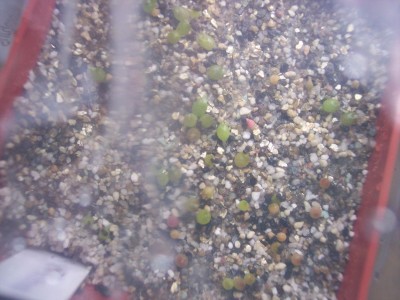 Echinopsis Hybride K 169 X Theano.jpg