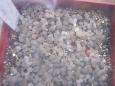 Echinopsis Hybride Fluffy Ruffles X Nollers Hybride.jpg