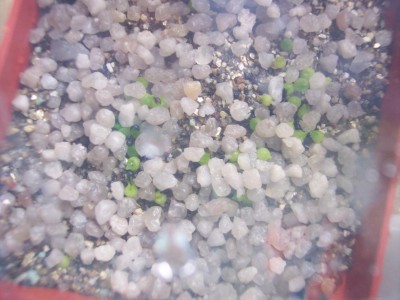 Cleistocactus baumannii.jpg