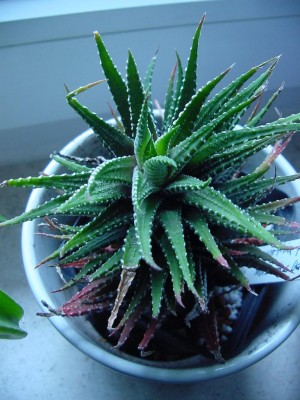 Haworthia Norbert.jpg