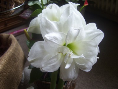 Julia 052m.jpg
