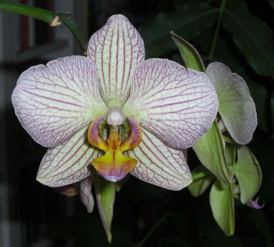 orchistreif.jpg