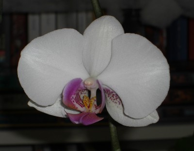 orchiweiss.jpg