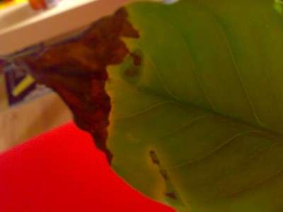 08022009949.jpg