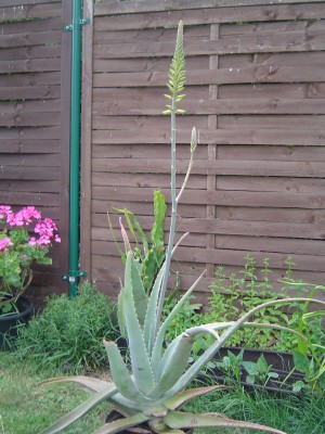 09.07.2008 009.jpg