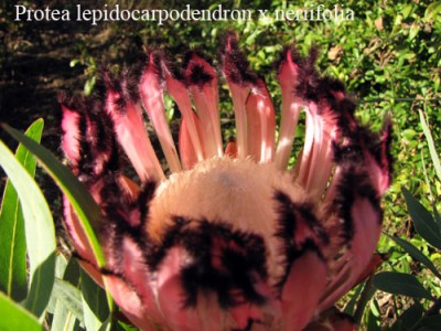 protea1.jpg
