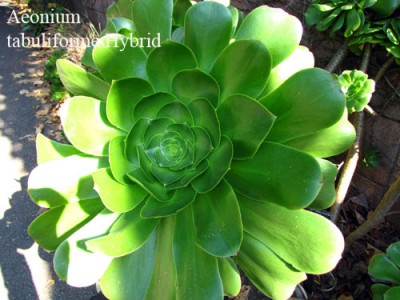 aeonium.jpg