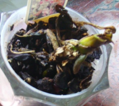 PICT1042.JPG