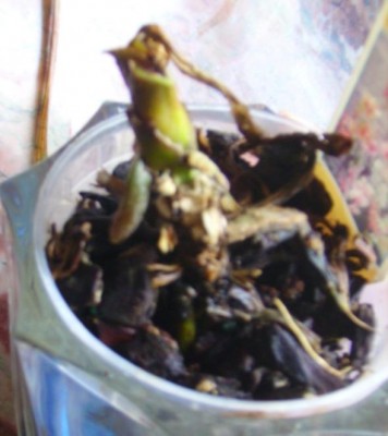 PICT1040.JPG
