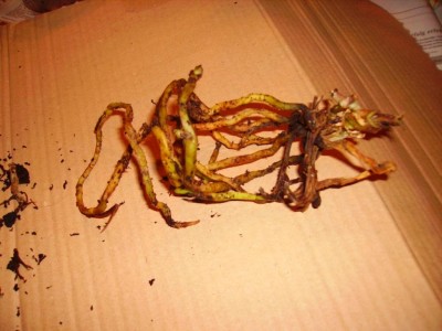 PICT1044.JPG