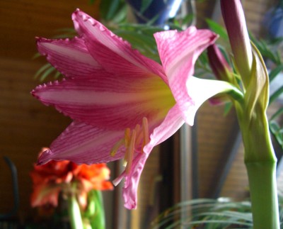 CIMG5246 - Kopie.JPG