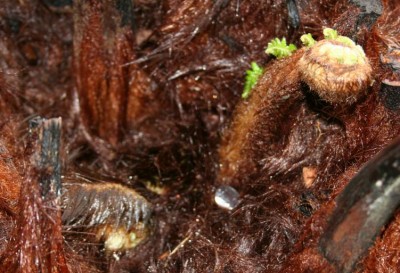 Dicksonia Wedel2.JPG