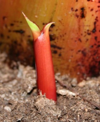 Banane Schössling2.JPG