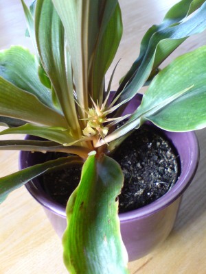 chloropyhytum.JPG