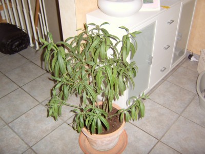 Oleander.JPG