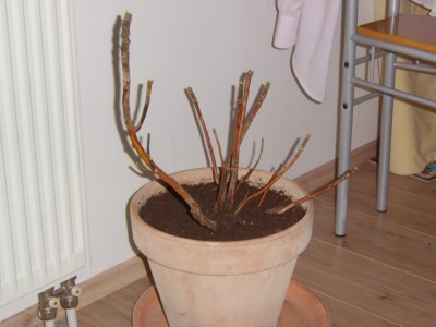Rhododendron.JPG