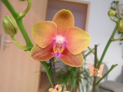 DSC01828.JPG