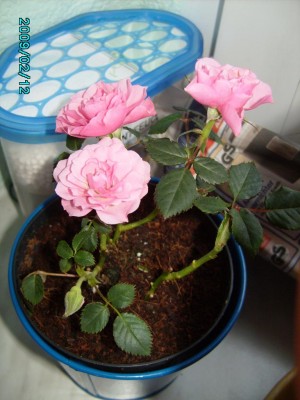 PICT0507.JPG
