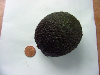 avokado rund.jpg