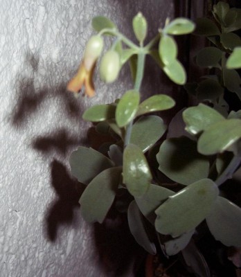 Kalanchoe Fedtschenkoi 1.jpg