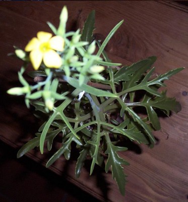 Kalanchoe Laciniata 2.jpg