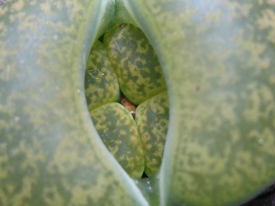 IMG_9984 Lithops lesliei Albinica C036A.JPG