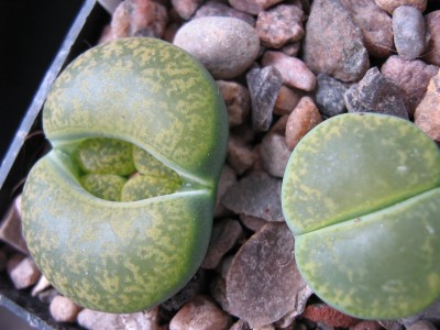 IMG_9986 Lithops lesliei Albinica C036A.JPG