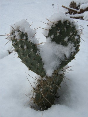 IMG_9979 Opuntia winterhart.JPG