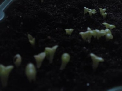Gekeimt1.JPG